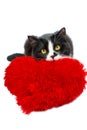 Black and white cat with a red heart pillow Royalty Free Stock Photo