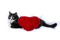 Black and white cat with a red heart pillow Royalty Free Stock Photo