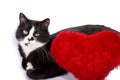 Black and white cat with a red heart pillow Royalty Free Stock Photo