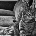 Black and white cat Royalty Free Stock Photo