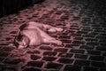 Black and white cat relaxing on cobbled floor