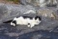 Black and white cat is resting on coastal cliffs Royalty Free Stock Photo