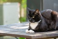 A black and white cat resting on the garden table. Royalty Free Stock Photo