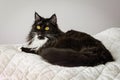 Black and white cat resting on grey duvet Royalty Free Stock Photo