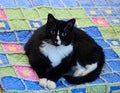 Black And White Cat Resting On Quilt