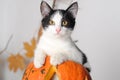 Black and white cat rests on a large orange pumpkin, close portrait