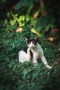 Black and white cat scratching itself while sitting in a garden with green foliage Royalty Free Stock Photo