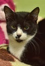 Black and white cat Royalty Free Stock Photo