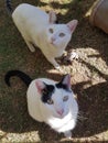 Black and white cat siblings Royalty Free Stock Photo