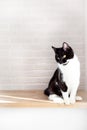 A black and white cat sits against the background of a white brick wall.