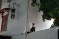 A black and white cat sits on a fence in the medieval town of Rhodes, Rhodes island, Greece Royalty Free Stock Photo