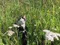 A black-white cat sits in the grass in flowers in the summer