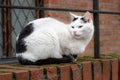 A black and white cat sits on a red brick arch. Red brick wall in the background Royalty Free Stock Photo