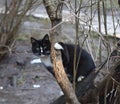 Black and white cat sits on a tree branch Royalty Free Stock Photo