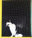 A black and white cat sits at the window behind the net, meowing loudly and asks him to let him go outside.