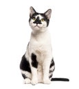 Black and white cat sitting on a white background looking up with curiosity Royalty Free Stock Photo
