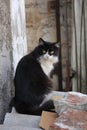 black and white cat, sitting