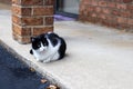 A black and white cat sitting on the concrete sidewalk Royalty Free Stock Photo