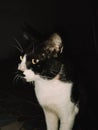 Black and white cat sitting in the dark Royalty Free Stock Photo