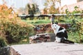 Black and white cat sitting on the edge of a concrete slab in autumn Royalty Free Stock Photo