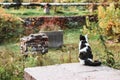 Black and white cat sitting on the edge of a concrete slab in autumn Royalty Free Stock Photo