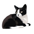 a black and white cat sitting on the floor looking at the camera with a sad look on its face and eyes, with a white background Royalty Free Stock Photo