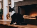 A black and white cat sitting in front of a fireplace. AI generative image. Royalty Free Stock Photo