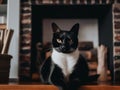 A black and white cat sitting in front of a fireplace. AI generative image. Royalty Free Stock Photo