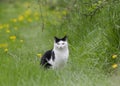 Black and white cat sitting in a grass with dandelions in a orchard
