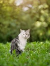 Black and white cat sitting in the green grass