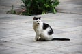 Black and white cat Royalty Free Stock Photo