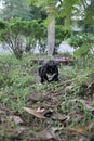 A black-and-white cat sitting on the outdoor grass staring at its prey. Royalty Free Stock Photo