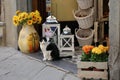 Black and white cat sitting peacefully in the doorway of a Cortona decor shop. White yellow and orange flowers in a wooden basket Royalty Free Stock Photo