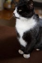 Black and white cat Royalty Free Stock Photo