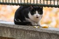 Black-and-White Cat Sitting on a Stone Fence in the Park Royalty Free Stock Photo