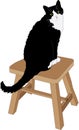 Black and white domestic cat sitting on stool