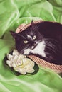 Black and white cat sitting in straw basket Royalty Free Stock Photo