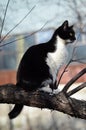 Black and white cat sitting on a tree Royalty Free Stock Photo