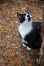 Black and white cat sitting under a tree Royalty Free Stock Photo