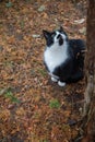 Black and white cat sitting under a tree Royalty Free Stock Photo