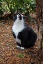 Black and white cat sitting under a tree Royalty Free Stock Photo