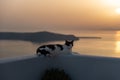 A black and white cat sitting on a wall. Sea, islands and sunset in the background Royalty Free Stock Photo