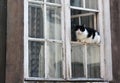 Black and white cat is sitting on a white wooden window. Royalty Free Stock Photo