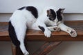 Black and white cat sleep on wooden chair background, on white cement background, animal, copy space