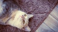 Black and white cat sleeping on carpet background Royalty Free Stock Photo