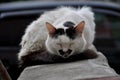 black and white cat sleeping curled up on concrete Royalty Free Stock Photo