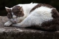 Black and white cat sleeping on the edge of a wall Royalty Free Stock Photo