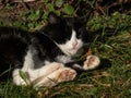 Black and white cat sleeping on ground outdoors with visible front and back paws in a sunlight Royalty Free Stock Photo