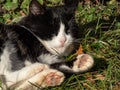 Black and white cat sleeping on ground outdoors with visible front and back paws in a sunlight Royalty Free Stock Photo