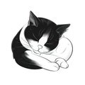 a black and white cat sleeping on a person\'s arm Royalty Free Stock Photo